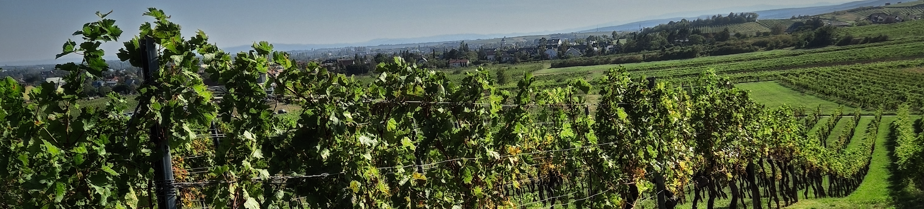 Stimmungsbild Weingut Kafka